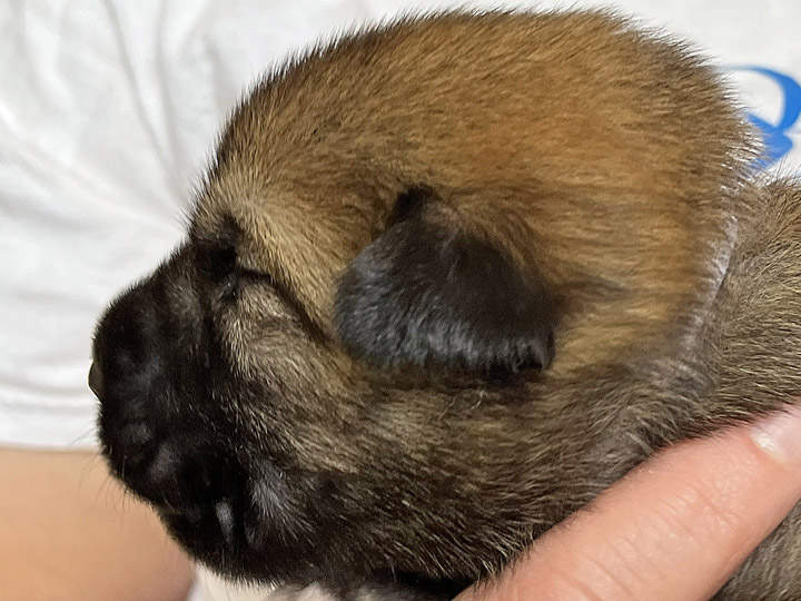 chinook puppy